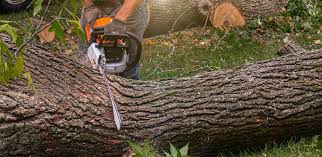 Best Root Management and Removal  in Harsville, RI