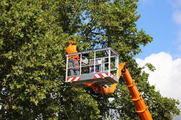 Best Tree Preservation Services  in Harsville, RI