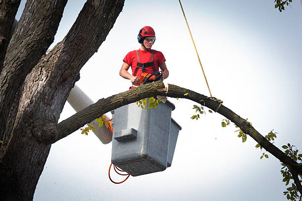 Trusted Harrisville, RI  Tree Services Experts